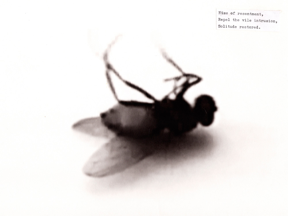 Hiss of resentment, Repel the vile intrusion, Solitude restored | Haiku for the Fallen | Requiem for the Fallen in G Minor | video | isonerv | Michael Croft